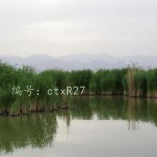 ع