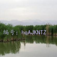 ɱ