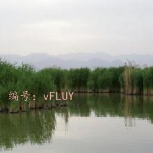ɱ