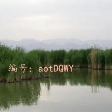 ɱ