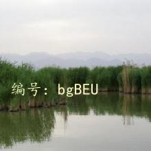 ɱ