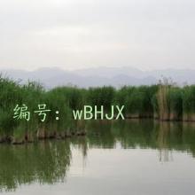 ɱ