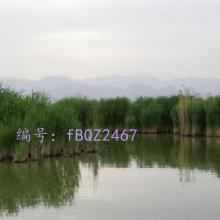 ɱ