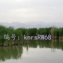 ɱ