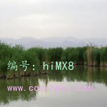 ɱ